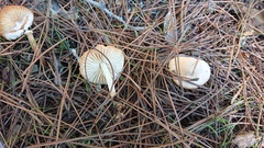 Marasmius collinus