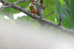 Heliomaster squamosus