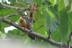 Heliomaster squamosus
