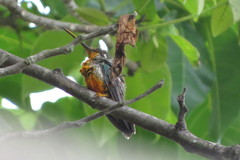 Heliomaster squamosus