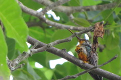 Heliomaster squamosus