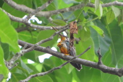 Heliomaster squamosus