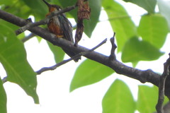 Heliomaster squamosus