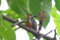 Heliomaster squamosus