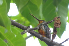 Heliomaster squamosus