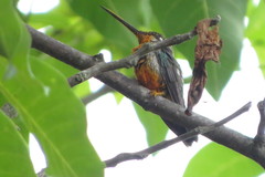 Heliomaster squamosus