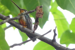 Heliomaster squamosus
