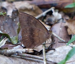 Pseudodebis euptychidia