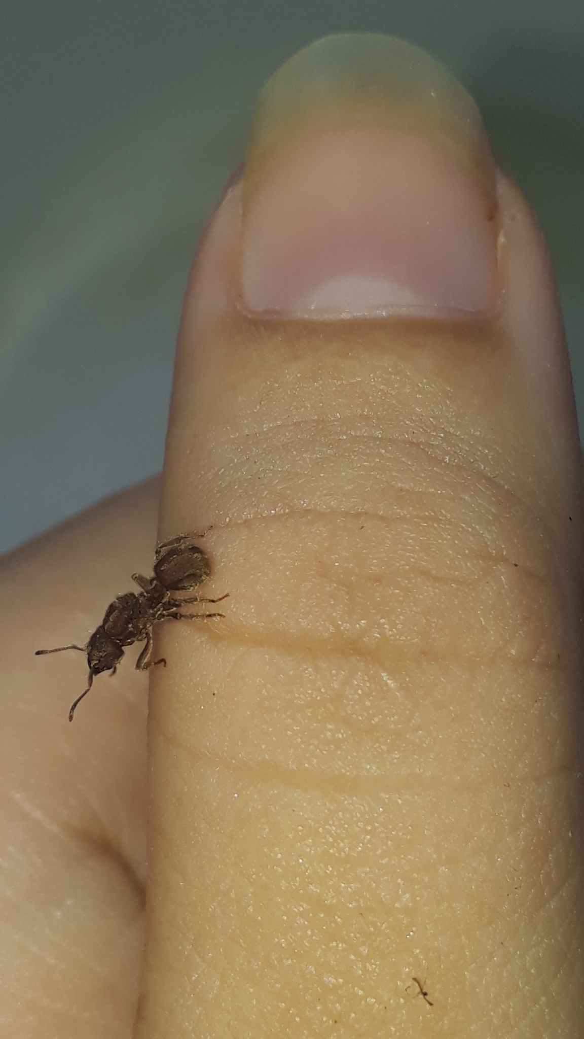Sericomyrmex