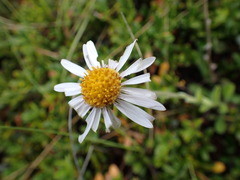 Aster alpinus
