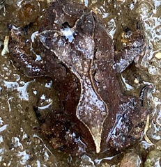 Proceratophrys