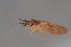 Sympherobius barberi