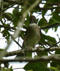 Turdus albicollis