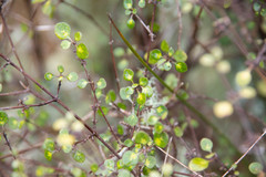 Coprosma tenuicaulis