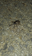 Curculio
