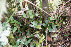 Blechnum novae-zelandiae
