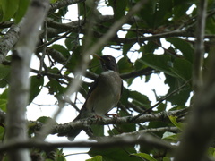 Turdus albicollis