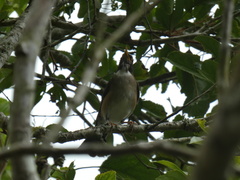 Turdus albicollis