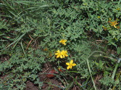 Hypericum × desetangsii