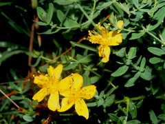 Hypericum × desetangsii