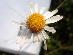 Aster alpinus
