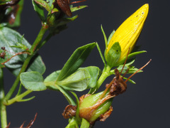 Hypericum × desetangsii