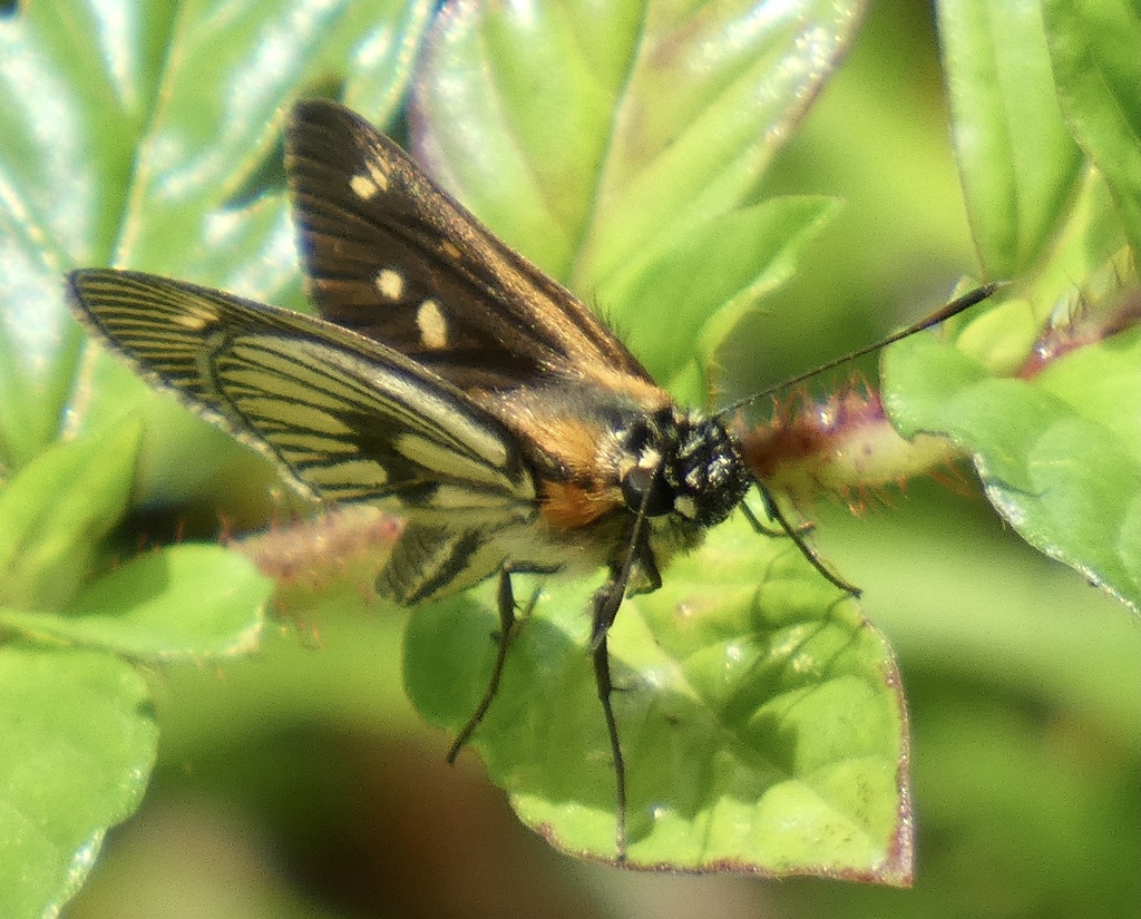 Vehilius clavicula