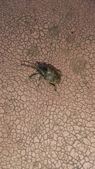 Curculio