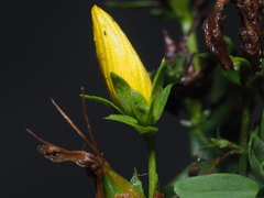Hypericum × desetangsii