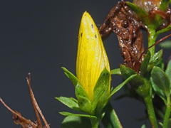 Hypericum × desetangsii