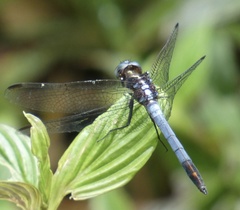 Dasythemis mincki