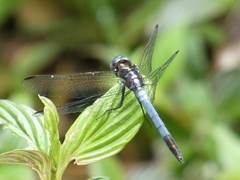 Dasythemis mincki