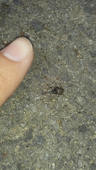 Curculio