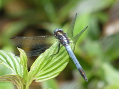 Dasythemis mincki
