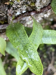 Microgramma squamulosa