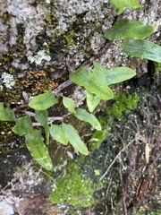 Microgramma squamulosa