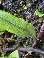 Microgramma squamulosa