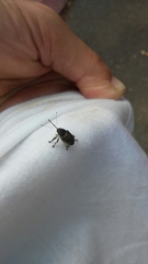 Curculio
