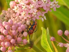 Tetraopes tetrophthalmus