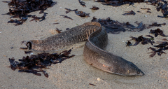 Gymnothorax pictus