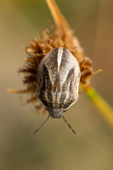 Homaemus bijugis