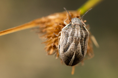Homaemus bijugis