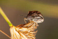 Homaemus bijugis