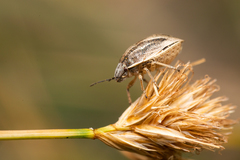 Homaemus bijugis
