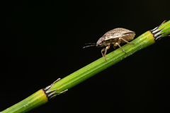 Homaemus bijugis