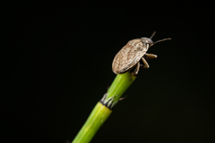 Homaemus bijugis