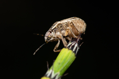 Homaemus bijugis