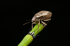 Homaemus bijugis