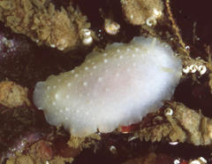 Phyllidiopsis blanca