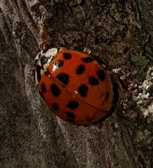Harmonia axyridis